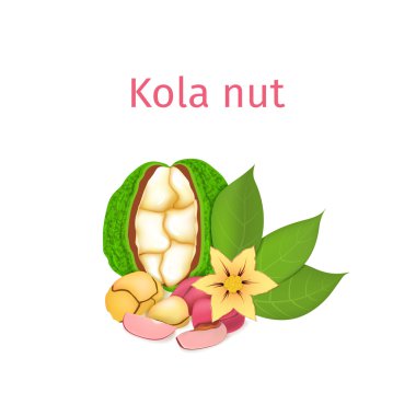 Bir kola fındık vektör Illustration. Bir avuç iştah açıcı kola fındık sarı çiçek, kırmızı ve sarı fındık ve yapraklarda beyaz bir arka plan ile. Sağlıklı beslenme üzerinde tasarım broşür ambalaj öğeleri