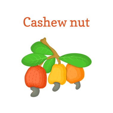 Vector illustration of a cashew nut. Branch cashew nut tree with three multi-colored fruits orange yellow red and leaves on a white background. Elements of packaging design brochures on healthy eating clipart