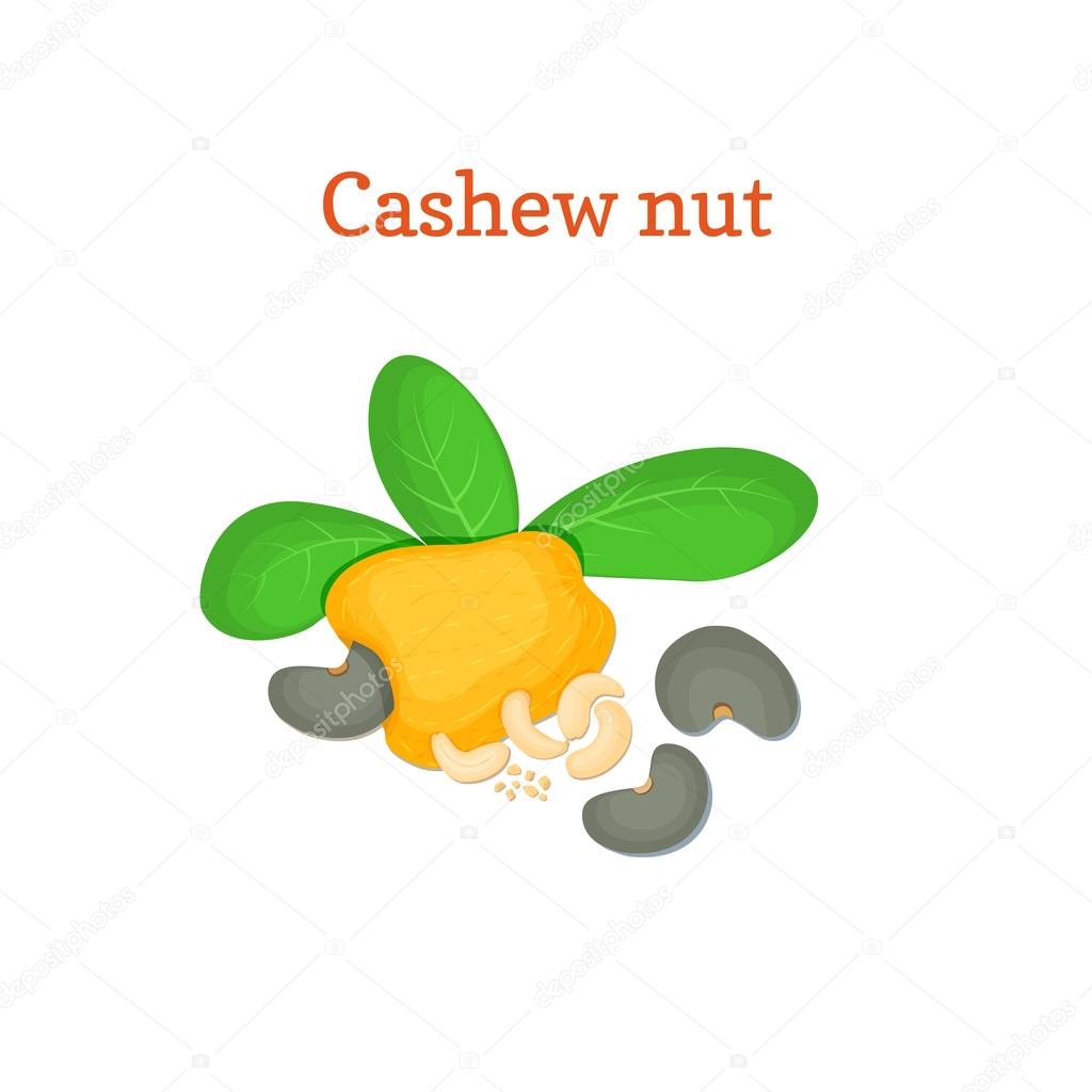 Vector illustration of a cashew nut. Appetizing cashew nut tree with yellow fruit, nuts and leaves on a white background. Elements of packaging design brochures on healthy eating