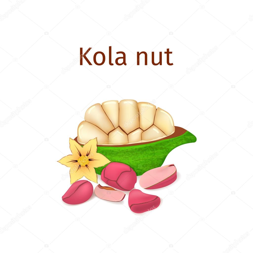 Vector illustration of a kola nut. Appetizing kola nut tree with yellow flower, red and yellow nuts and leaves on a white background. Elements of packaging design brochures on healthy eating