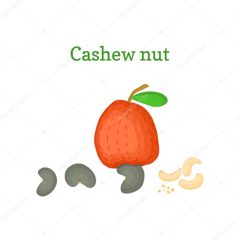 Vector illustration of a cashew nut. Branch cashew nut tree with red fruit, nuts and leaves on a white background. Elements of packaging design brochures on healthy eating