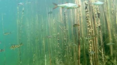      Göldeki balık sürüsü