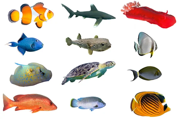 Fish species - index of red sea fish — Stock Photo, Image