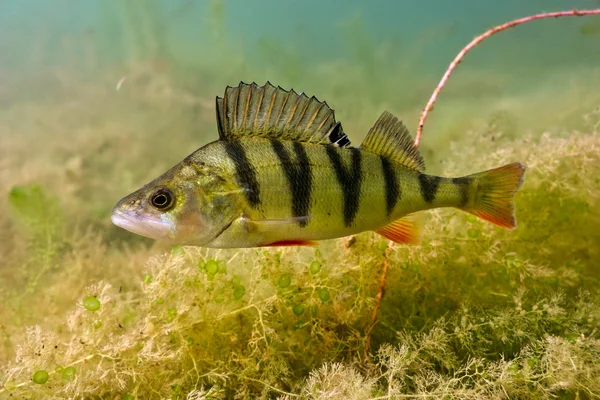 Barsch im See — Stockfoto