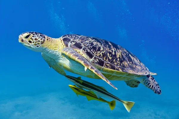 Tortuga marina — Foto de Stock
