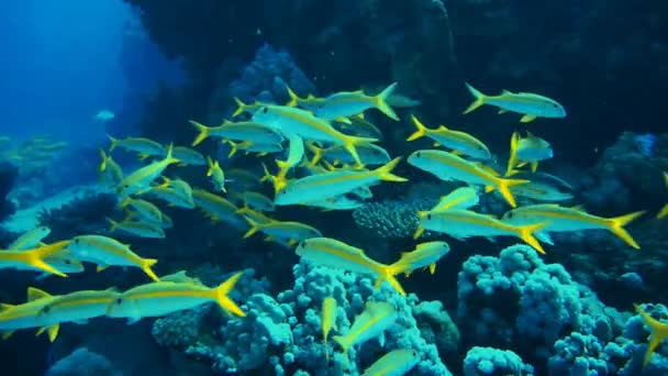 Tuňák žlutoploutvý goatfish — Stock video