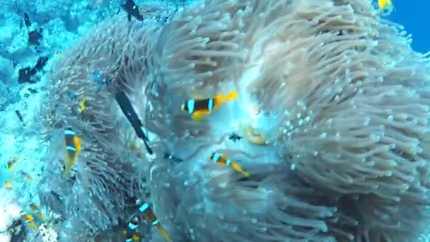 Anemonenfische — Stockvideo