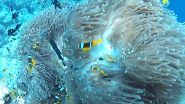 Anemonefish — Stock video