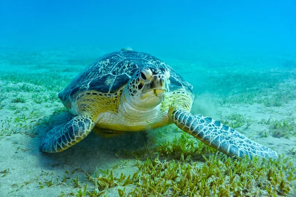 Tortuga marina — Foto de Stock