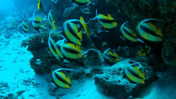 Bannerfish — Stockvideo