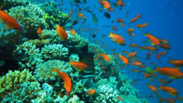 Anthias visanthias balık — Stok video