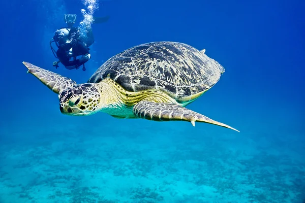 Havssköldpaddan — Stockfoto