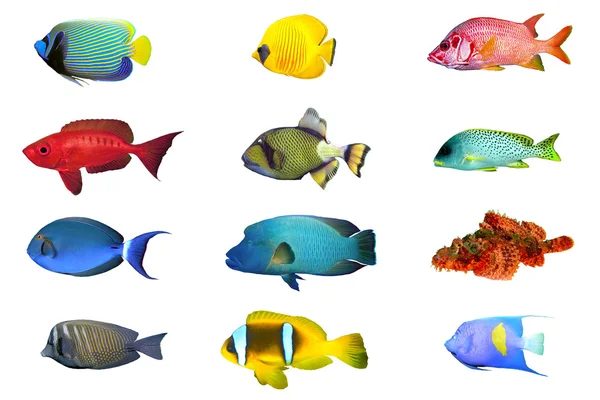 Fish index spacies — Stock Photo, Image