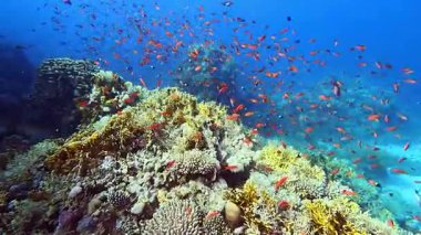 Mercan resifindeki anthias balığı sürüsü - Mısır