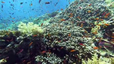 Mercan resifindeki anthias balığı sürüsü - Mısır