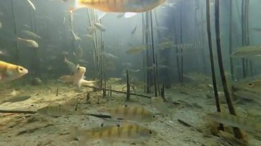 Göldeki tünek okulu.