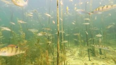 Tatlı su gölündeki tünek okulu.