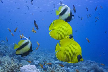 Mısır - mercan resifinde kelebek balığı ve sancak balığı