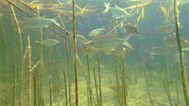 Tatlı su gölünde gümüş çipura okulu