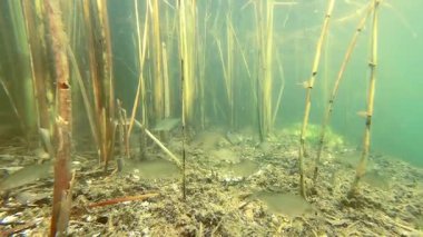 Tatlı su gölünde gümüş çipura okulu