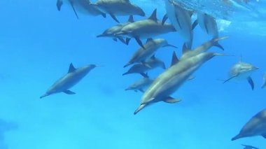 Mavi deniz arka planında yunuslar okulu