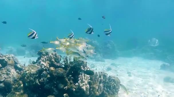 Shoal de peces en el arrecife de coral — Vídeos de Stock