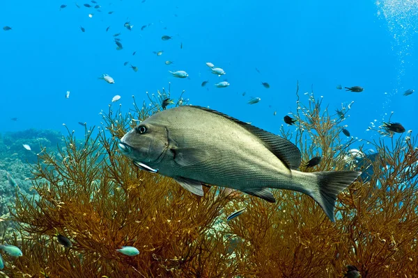 Poisson à lèvres sucrées argentées — Photo