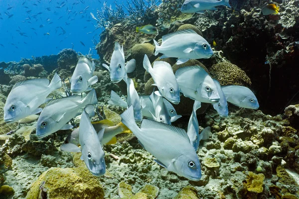コショウダイ魚の群れ — ストック写真