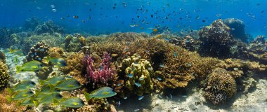 Coral reef - balık Balık panorama