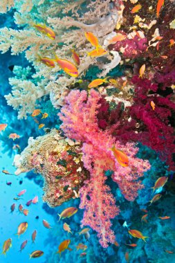 Shoal of anthias fish on the coral reef clipart