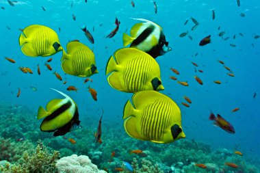 Palyaço anemonefish mercan içinde
