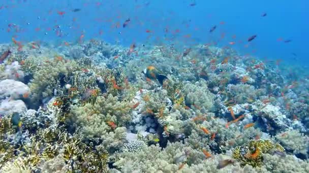 Antías peces en el arrecife — Vídeos de Stock