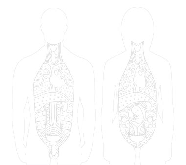 Vectorial illustarrion of excised anatomy models with outlined i clipart