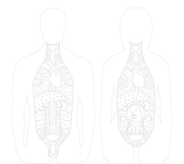 Vectorial illustarrion of excised anatomy models with outlined i