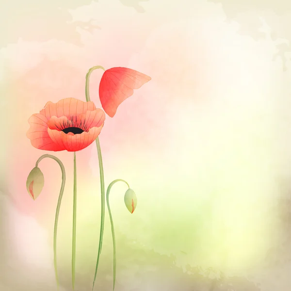 Frühling Aquarell Mohn Blume Hintergrund — Stockfoto