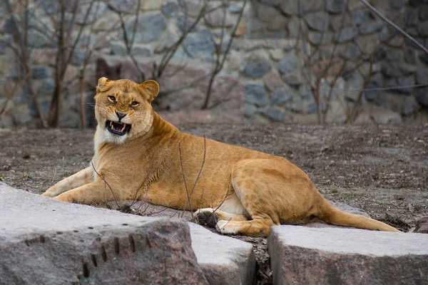 Amur tigre allo zoo all'aperto — Foto Stock