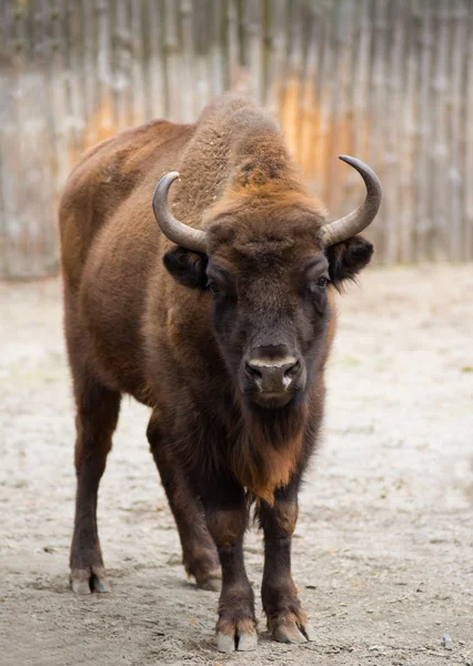 Bisonte en el zoológico — Foto de Stock