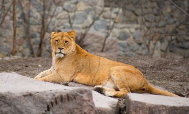 Doğada hayvanat bahçesindeki büyük Afrika aslanı