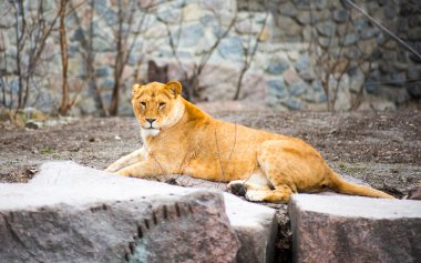 Doğada hayvanat bahçesindeki büyük Afrika aslanı