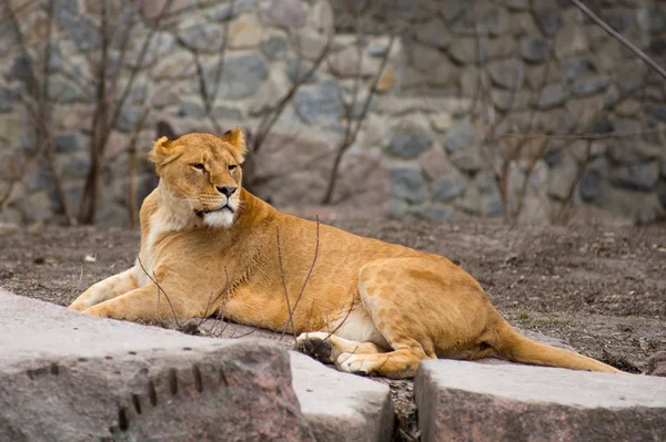 Large African lion at the zoo in nature — Stock Photo, Image