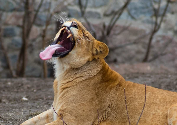 Grande leão africano no zoológico na natureza — Fotografia de Stock