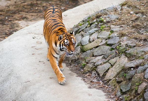 Amur tiger in the zoo outdoors — Stock Photo, Image