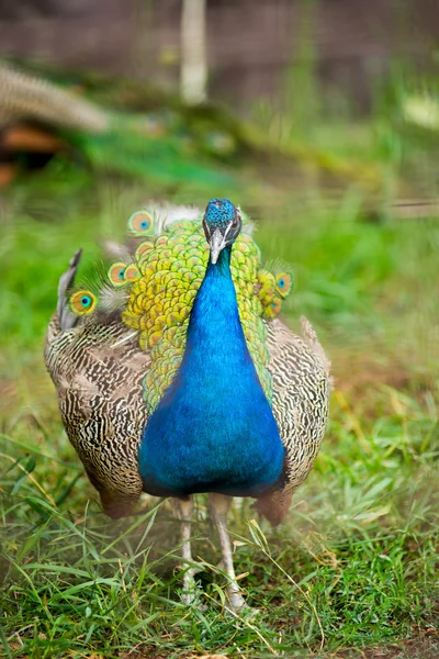 Hermoso pavo real brillante en la naturaleza — Foto de Stock