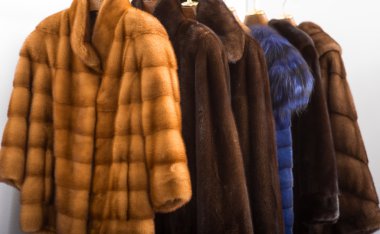 Fur coats on hangers in the interior clipart