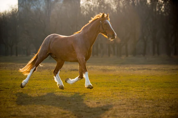 青い空と雲を背景に、フィールドの周り歩いて写真馬 — ストック写真
