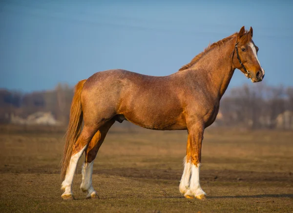 Photo horses walking around the field on a background of blue sky and clouds — Stock Photo, Image