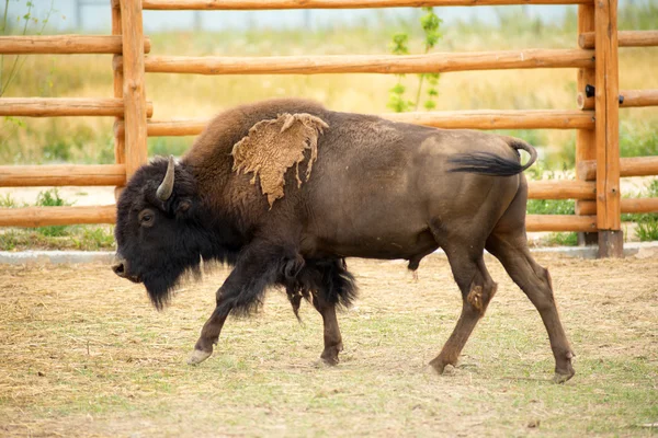 Buffalo στο ζωολογικό κήπο — Φωτογραφία Αρχείου