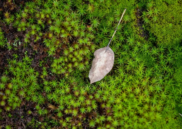 Jesienny Liść Tle Zielonego Mchu — Zdjęcie stockowe