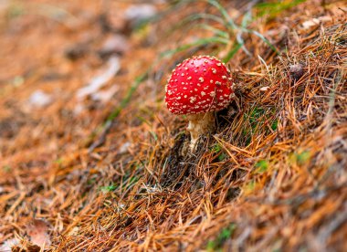 Amanita mantarı ve dikenleri doğadaki bir Noel ağacından.