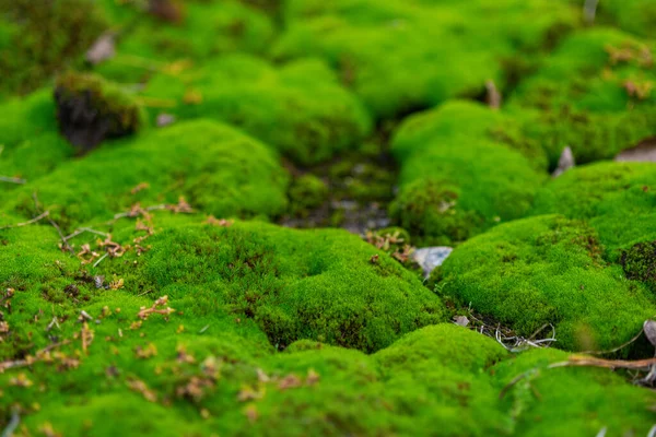 Grünes Moos Wellen Der Natur — Stockfoto